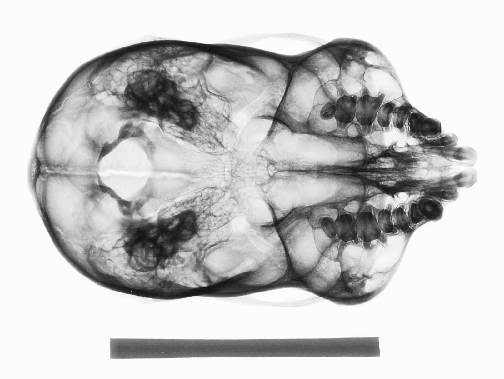 Image of Rio Purus Titi