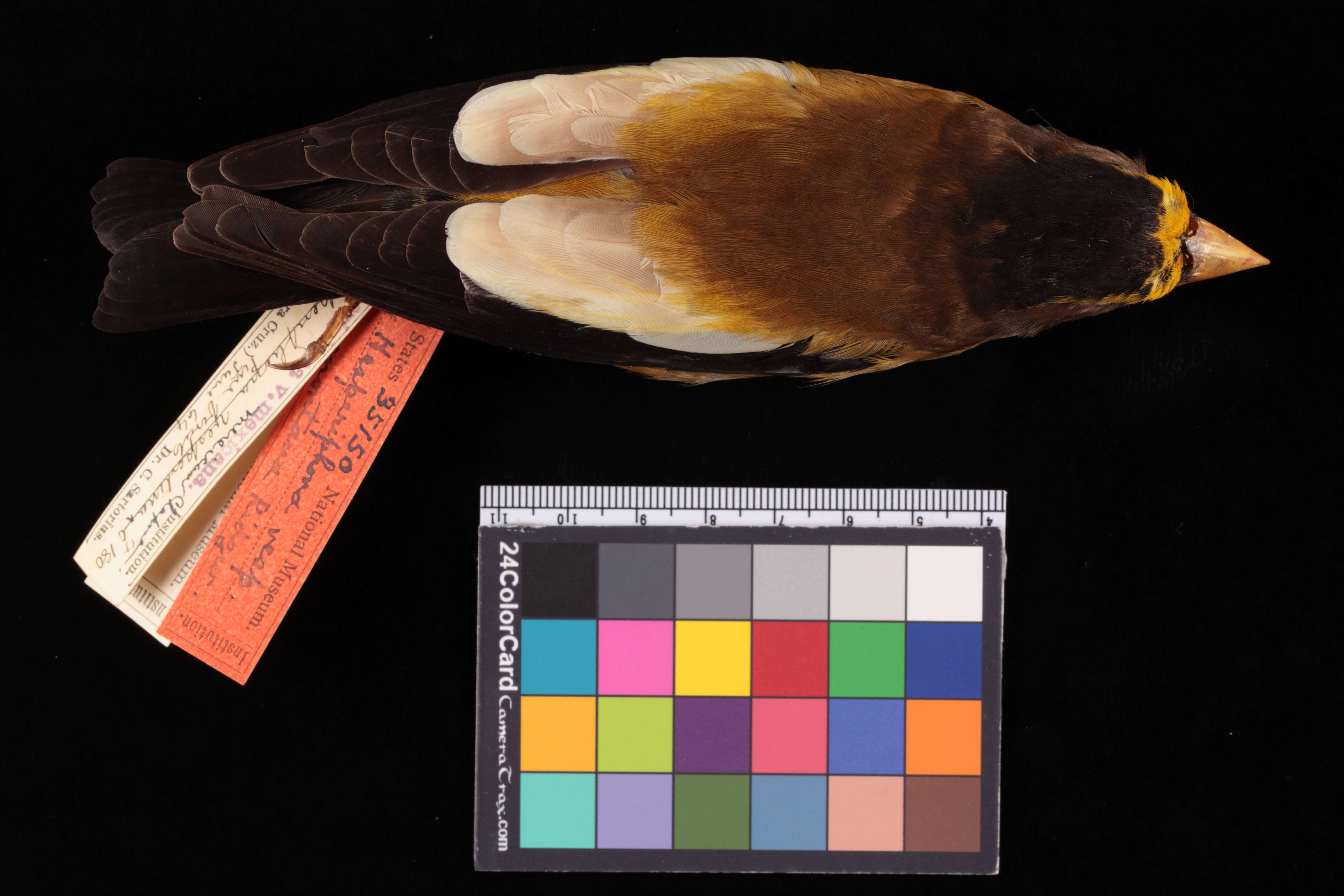 Image of Coccothraustes vespertinus montanus (Ridgway 1874)