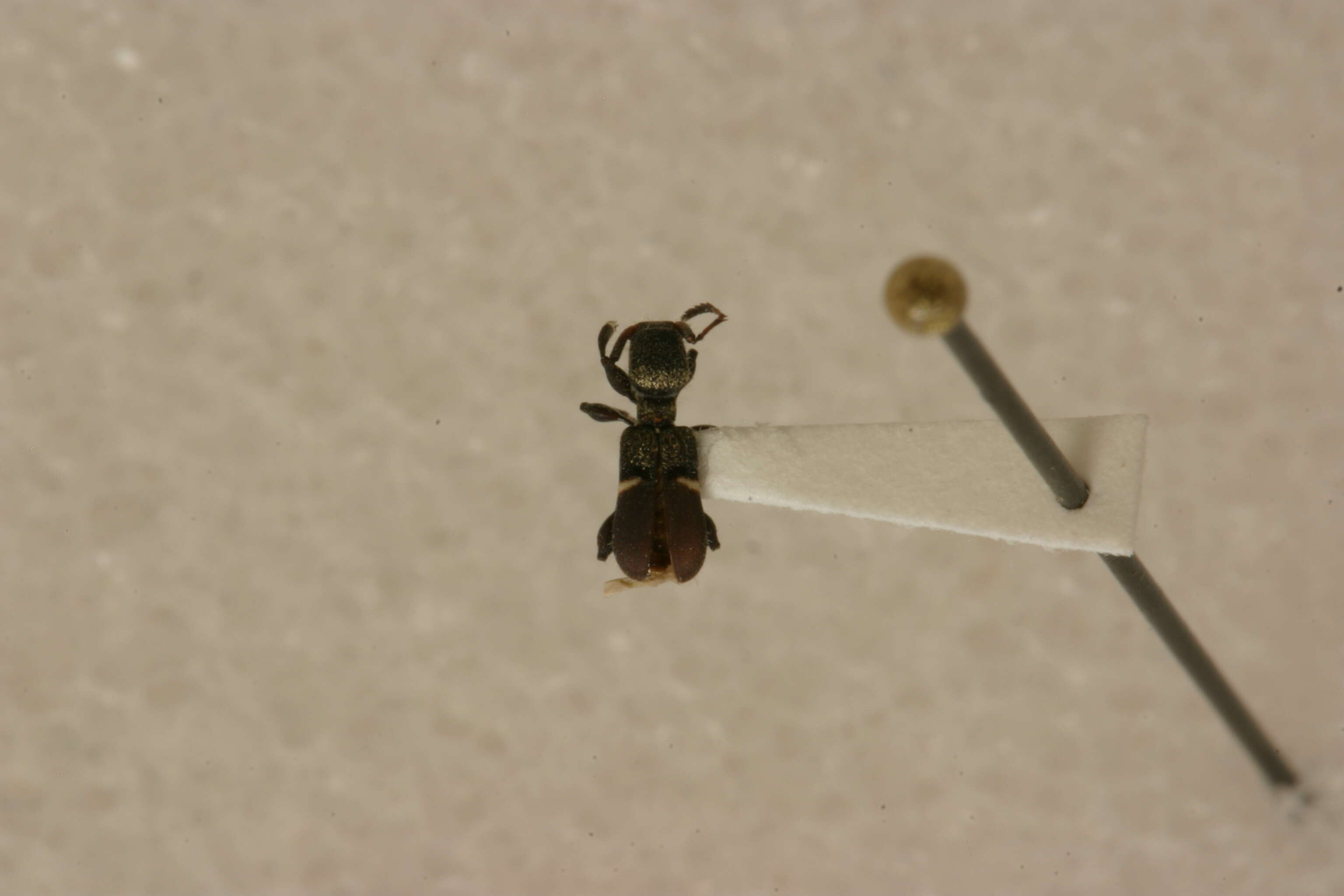 Image of Licracantha formicaria Lingafelter 2011