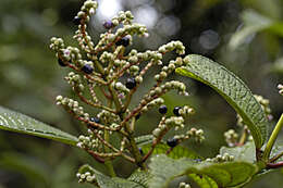 Imagem de Miconia racemosa (Aubl.) DC.