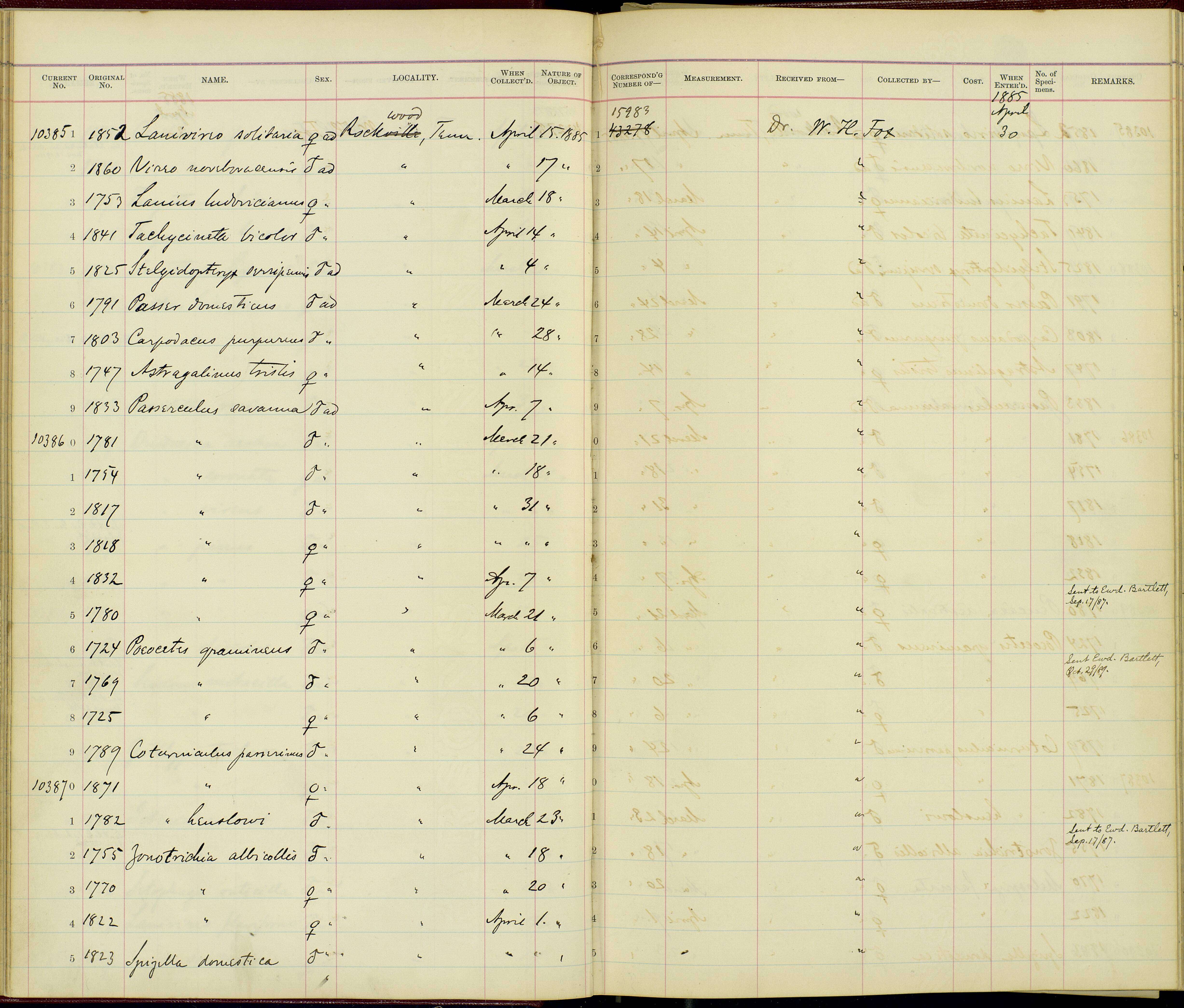 Image of Lanius ludovicianus migrans Palmer & W 1898