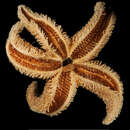 Image of Adelasterias papillosa (Koehler 1906)