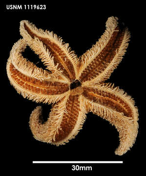 Image of Adelasterias papillosa (Koehler 1906)