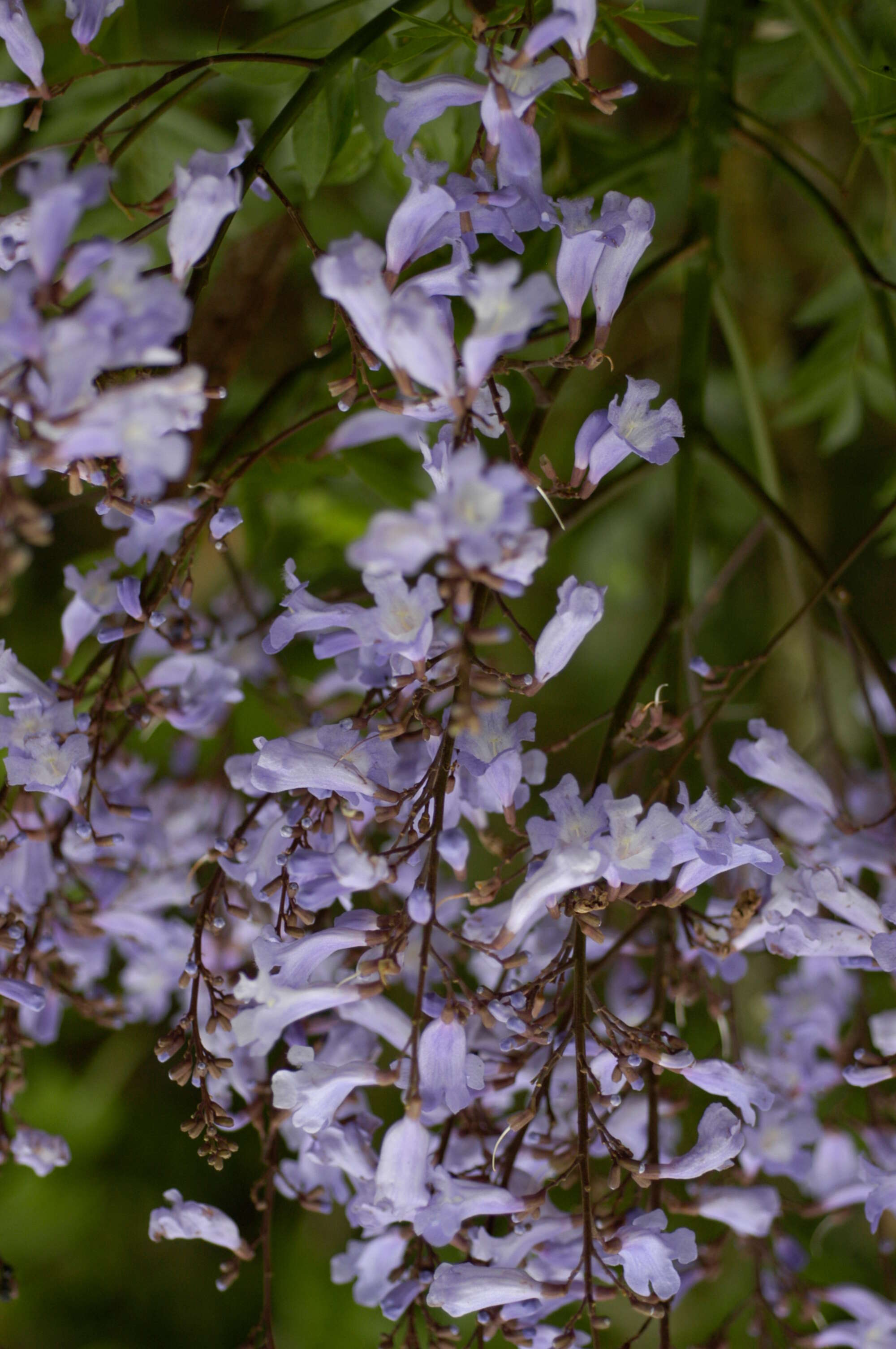 Image of Jacaranda Juss.