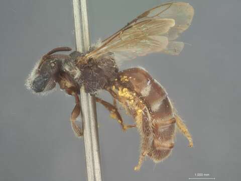 Image of Halictus