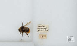 Plancia ëd Bombus wurflenii Radoszkowski 1860