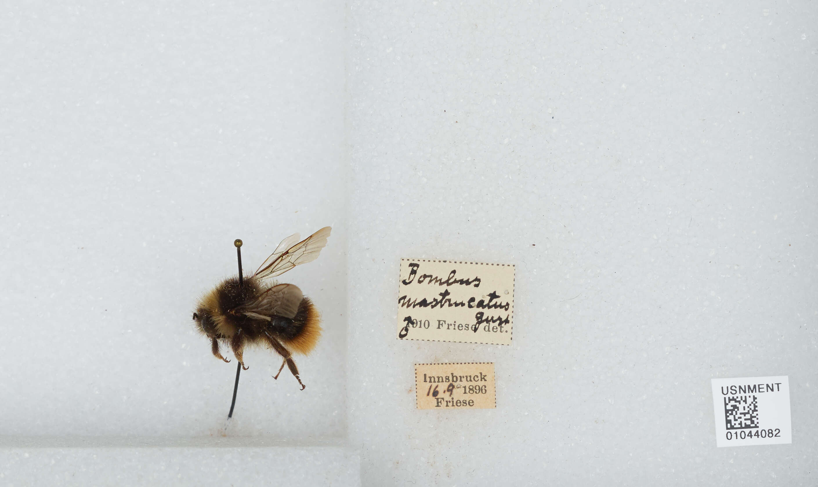 Plancia ëd Bombus wurflenii Radoszkowski 1860