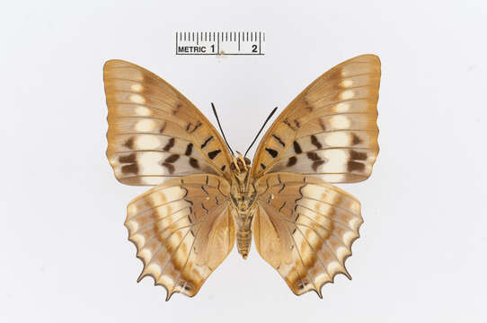 Imagem de Charaxes lucretius Cramer 1777