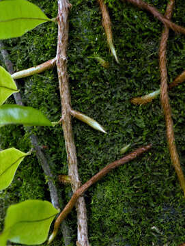 Image of clubmoss snakefern