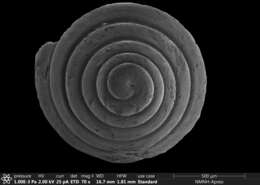 Plancia ëd Brachystomia carrozzai (van Aartsen 1987)