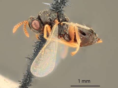 Image of Parasitoid wasp