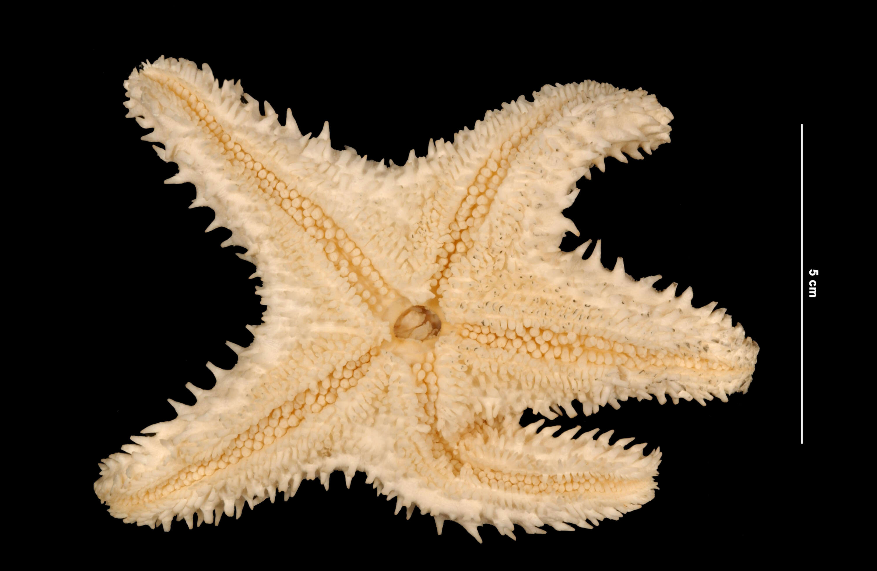 Image of Poraniopsis inflata (Fisher 1906)