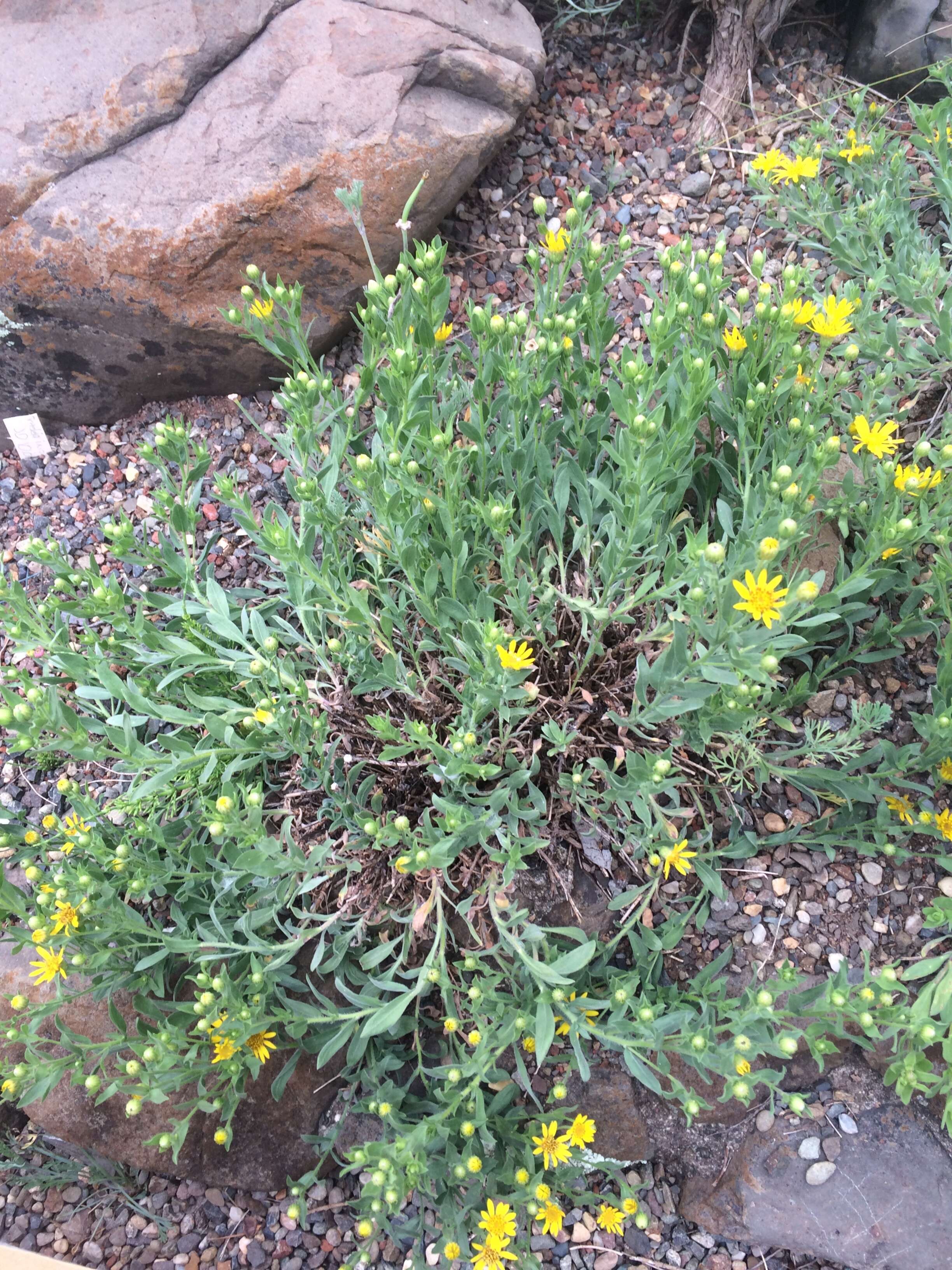 Image of hairy false goldenaster