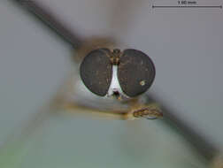 Image of Beameromyia