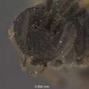 Image of Microgaster femoralamericana Shenefelt 1973