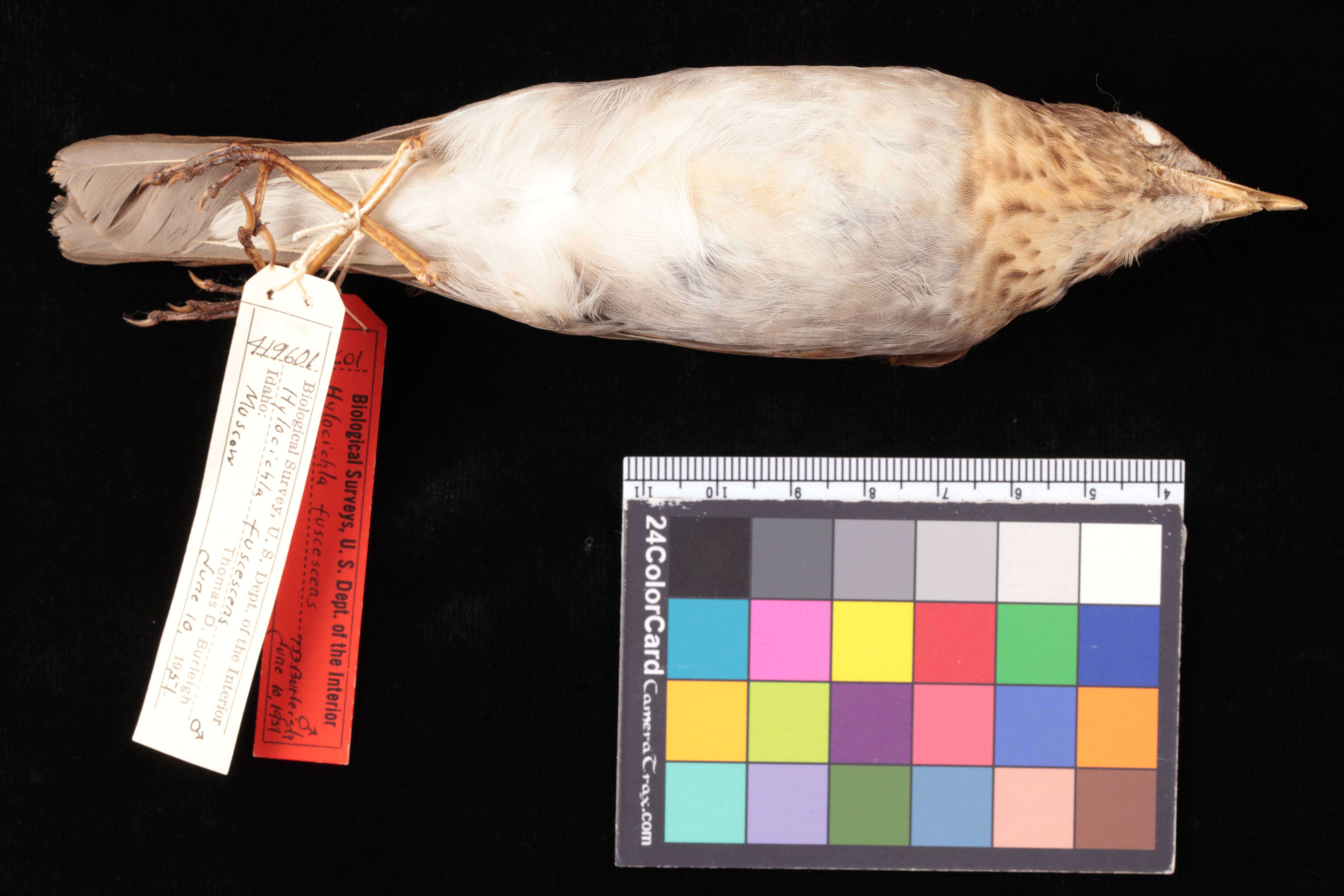 صورة Catharus fuscescens subpallidus (Burleigh & Duvall 1959)