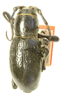 Image of Long-horned beetle