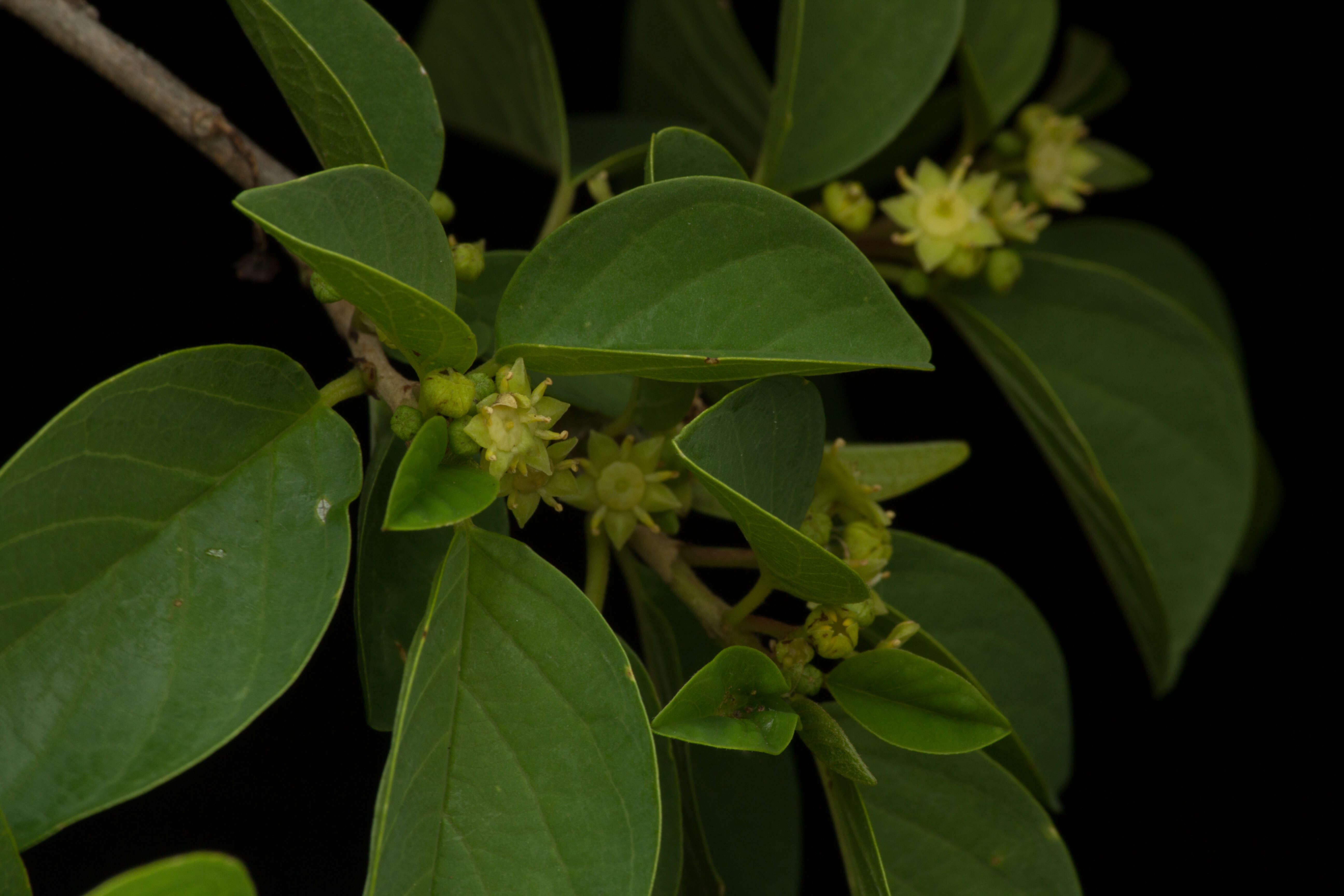 Image de Colubrina elliptica (Sw.) Briz. & W. L. Stern