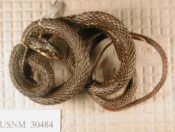 Imagem de Drymobius margaritiferus fistulosus H. M. Smith 1942