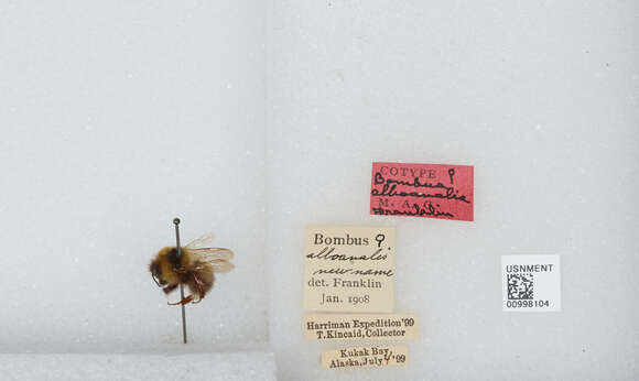 Image of Bombus jonellus (Kirby 1802)