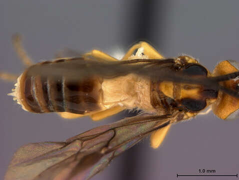 Image of Braconid wasp