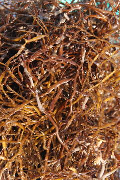 Слика од Sargassum horneri