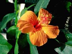 Image of Native Red Rose-Mallow