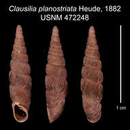 Image of <i>Clausilia planostriata</i> Heude