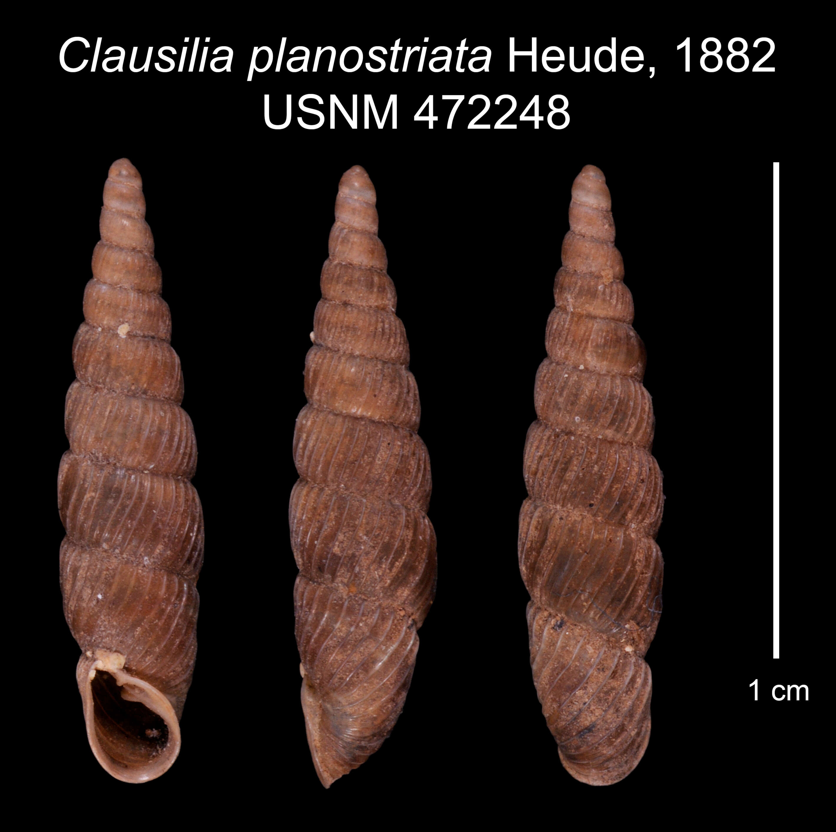 Image of <i>Clausilia planostriata</i> Heude