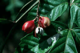 Слика од Paullinia pinnata L.