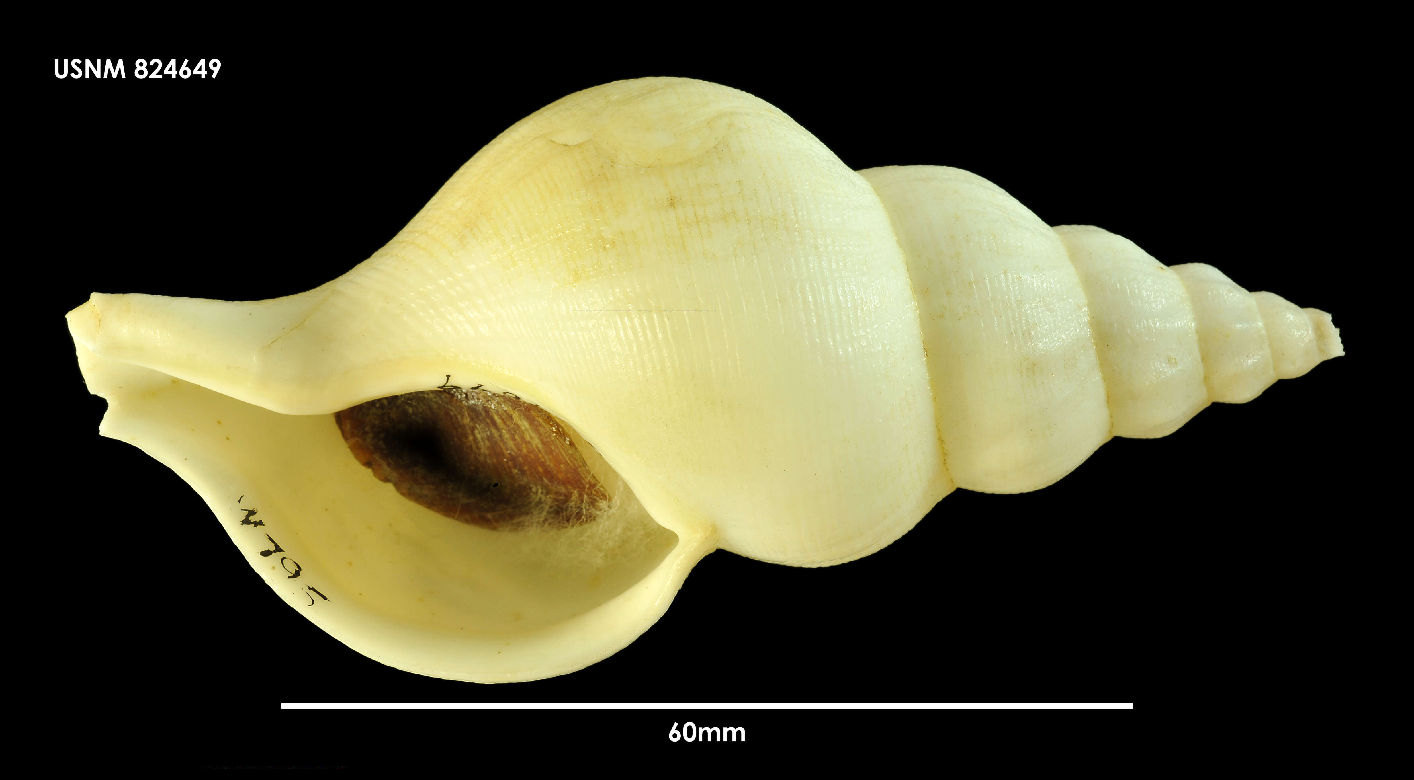 Image of Antarctoneptunea benthicola (Dell 1956)