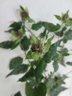 Image of wild bergamot