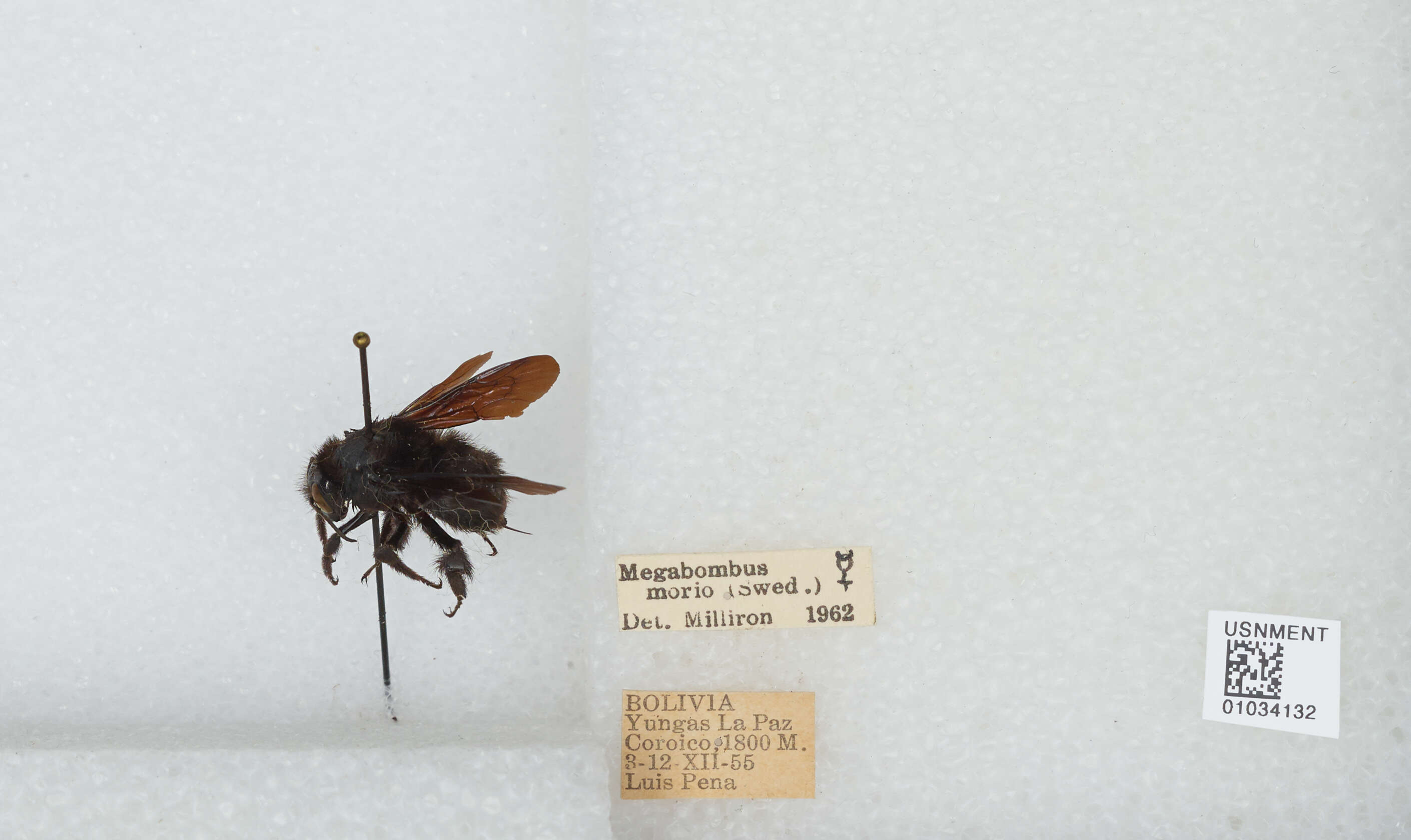 Image of Bombus morio (Swederus 1787)