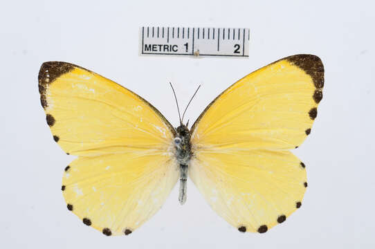 Image de Mylothris citrina Aurivillius 1898