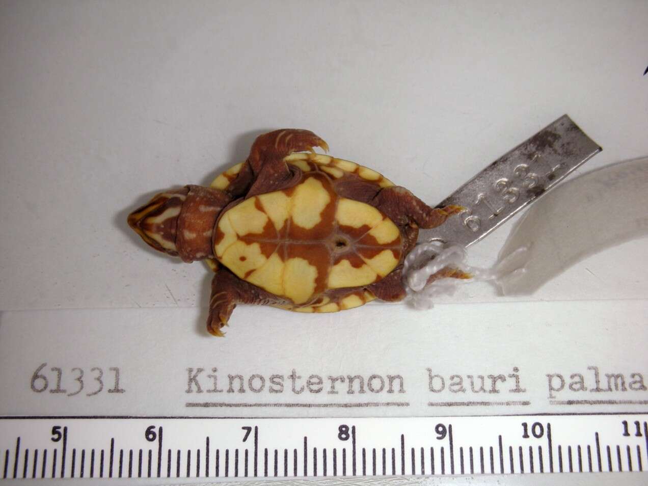 Image of Kinosternon bauri palmarum Stejneger 1925