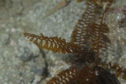 Image of Phaeophyceae