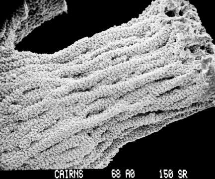 Imagem de Crypthelia formosa Cairns 1983