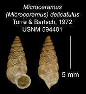 Imagem de Microceramus delicatulus C. Torre & Bartsch 2008