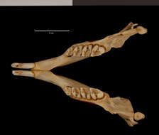 Image of Urocitellus parryii stejnegeri (J. A. Allen 1903)