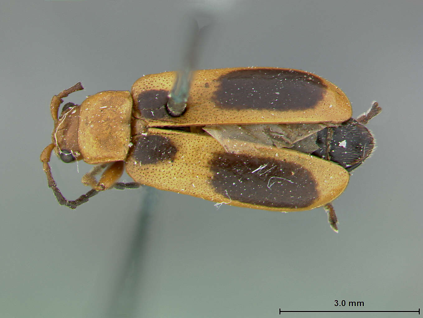 Image of Phyllobrotica nigritarsi Linell 1898