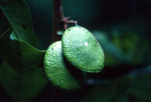 Imagem de Dalbergia monetaria L. fil.