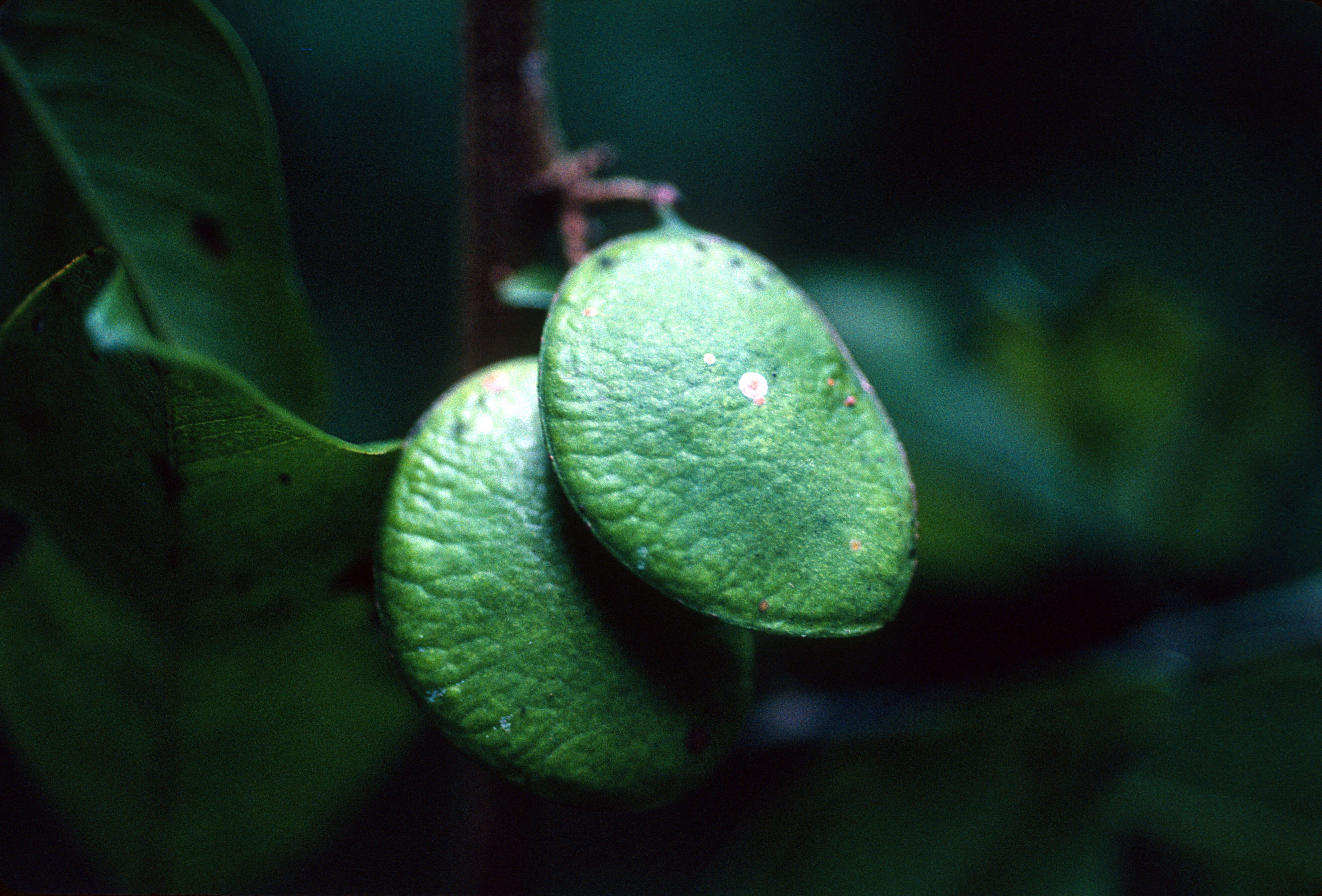 Image of Moneybush