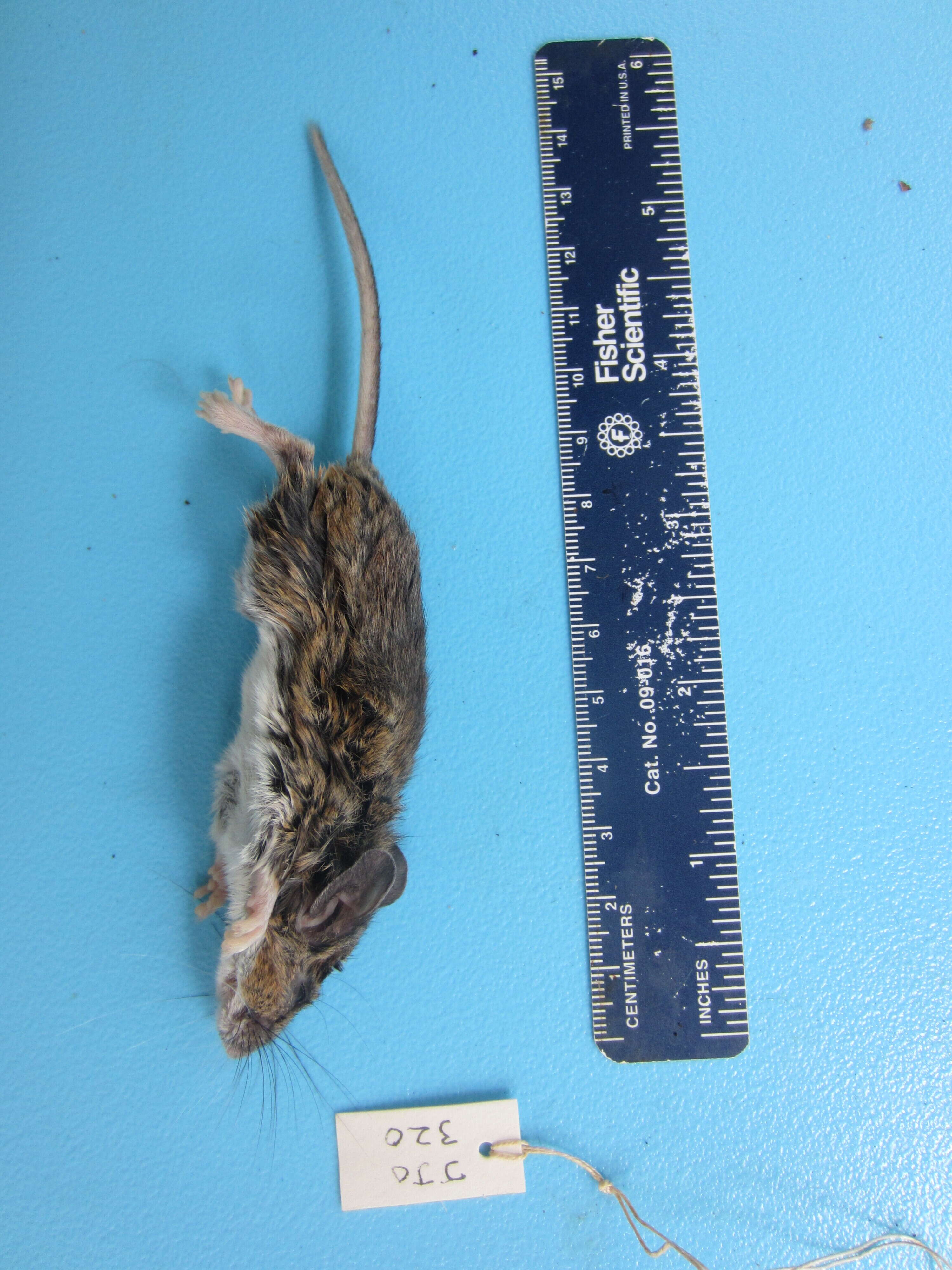 Image of White-footed Deermouse