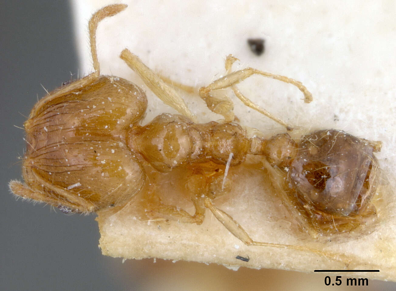 Image of Pheidole squalida Santschi 1910