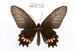 Image de Parides zacynthus (Fabricius 1793)