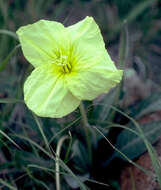 Imagem de Oenothera brachycarpa A. Gray