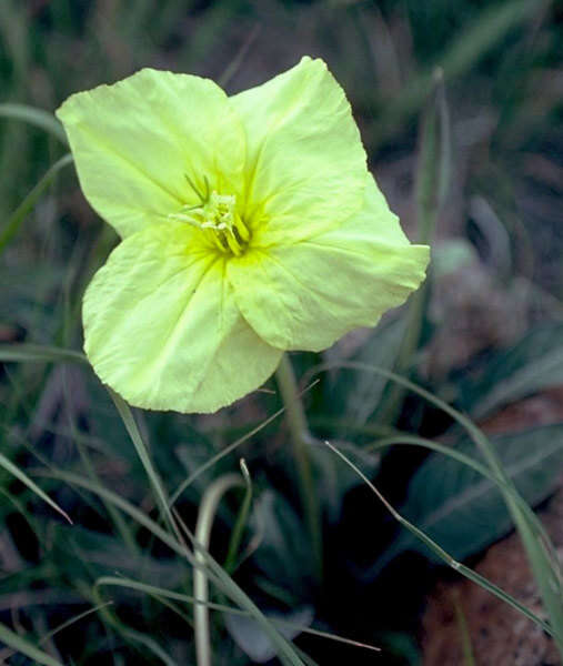 Plancia ëd Oenothera brachycarpa A. Gray