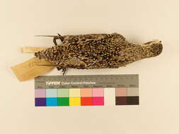 Image of Pacific Golden Plover