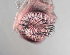 صورة Taenia hydatigena Pallas 1766