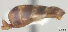 Imagem de Camponotus macilentus bindloensis Wheeler 1919